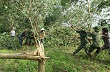 Quảng Trị: Vững một niềm tin với cây cao su